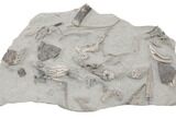 Fossil Crinoid Plate (Ten Species) - Crawfordsville, Indiana #197611-2